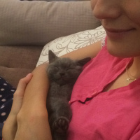 British Shorthair, Kedi  Masal fotoğrafı