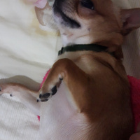 Chihuahua, Köpek  ÇOKO fotoğrafı