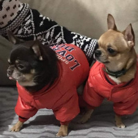 Chihuahua, Köpek  ÇOKO fotoğrafı