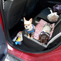 Chihuahua, Köpek  ÇOKO fotoğrafı