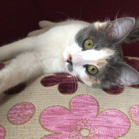 Ankara Kedisi, Kedi  Zeyna fotoğrafı