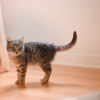 Tekir Kedi, Kedi  Minimoni fotoğrafı