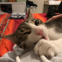 Tekir Kedi, Kedi  Yubiş fotoğrafı