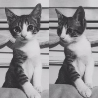 Tekir Kedi, Kedi  Yubiş fotoğrafı