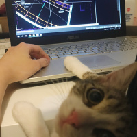 Tekir Kedi, Kedi  Yubiş fotoğrafı