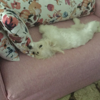Maltese, Köpek  Paşa fotoğrafı