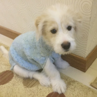 Maltese, Köpek  Paşa fotoğrafı