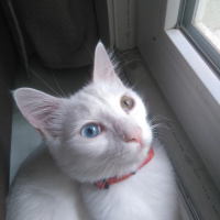 Van Kedisi, Kedi  Foxy fotoğrafı