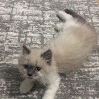 İran Kedisi (Persian), Kedi  Bulut fotoğrafı