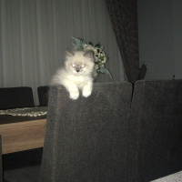 İran Kedisi (Persian), Kedi  Bulut fotoğrafı