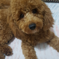 Poodle (Minyatür Kaniş), Köpek  tarçın fotoğrafı
