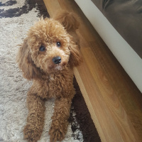 Poodle (Minyatür Kaniş), Köpek  tarçın fotoğrafı