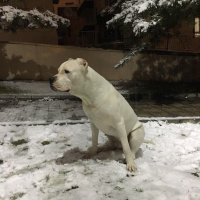 Dogo Arjantin, Köpek  Dogiy fotoğrafı
