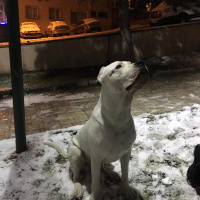 Dogo Arjantin, Köpek  Dogiy fotoğrafı