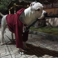 Dogo Arjantin, Köpek  Dogiy fotoğrafı