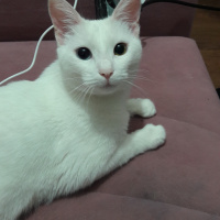 Van Kedisi, Kedi  kızım fotoğrafı