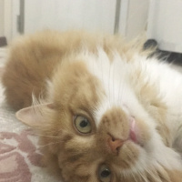 İran Kedisi (Persian), Kedi  Hector fotoğrafı
