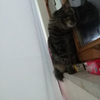 Norwegian Forest, Kedi  Pati fotoğrafı
