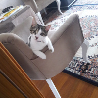 Tekir Kedi, Kedi  Shila Contes fotoğrafı