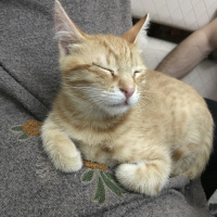 Tekir Kedi, Kedi  Muffy&Duffy fotoğrafı