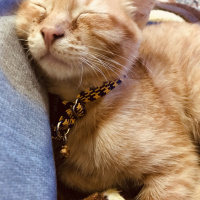 Tekir Kedi, Kedi  Muffy&Duffy fotoğrafı