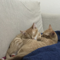 Tekir Kedi, Kedi  Muffy&Duffy fotoğrafı