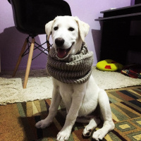 Labrador Retriever, Köpek  Madre fotoğrafı