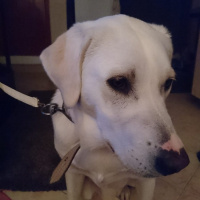 Labrador Retriever, Köpek  Pia fotoğrafı