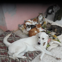 Labrador Retriever, Köpek  Pia fotoğrafı