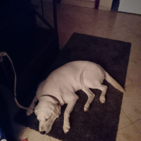 Labrador Retriever, Köpek  Pia fotoğrafı