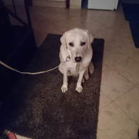 Labrador Retriever, Köpek  Pia fotoğrafı