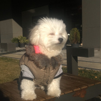 Maltese, Köpek  MARS fotoğrafı