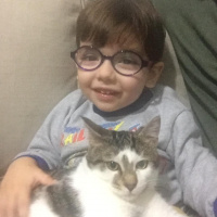 Tekir Kedi, Kedi  puding fotoğrafı