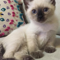 Siyam Kedisi, Kedi  Siri fotoğrafı