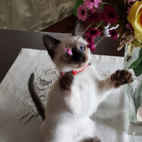 Siyam Kedisi, Kedi  Siri fotoğrafı