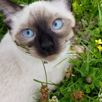 Siyam Kedisi, Kedi  Siri fotoğrafı