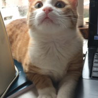 Sarman, Kedi  Simba fotoğrafı