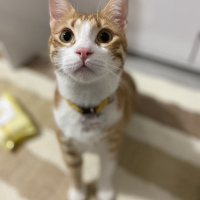 Sarman, Kedi  Simba fotoğrafı
