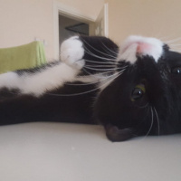 Munchkin, Kedi  Pera fotoğrafı