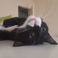 Munchkin, Kedi  Pera fotoğrafı