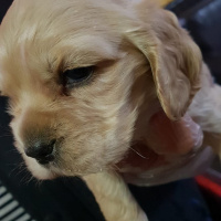 Amerikan Cocker Spaniel, Köpek  kona fotoğrafı