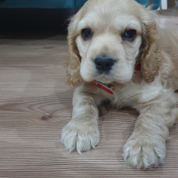 Amerikan Cocker Spaniel, Köpek  kona fotoğrafı