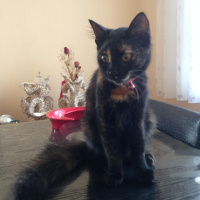 Tekir Kedi, Kedi  Nunu fotoğrafı