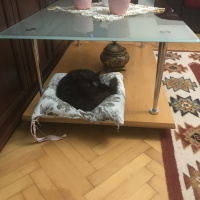 Tekir Kedi, Kedi  Nunu fotoğrafı