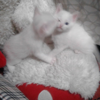 Tekir Kedi, Kedi  Yavru fotoğrafı