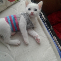 Tekir Kedi, Kedi  Yavru fotoğrafı