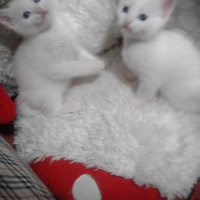 Tekir Kedi, Kedi  Yavru fotoğrafı