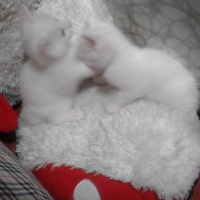 Tekir Kedi, Kedi  Yavru fotoğrafı