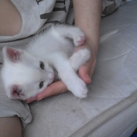 Tekir Kedi, Kedi  Yavru fotoğrafı