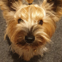 Yorkshire Terrier, Köpek  Şans fotoğrafı